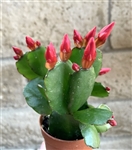 Red Flower Easter Cactus
