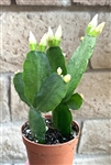White Flower Easter Cactus
