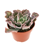 Echeveria Blue Curls