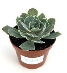 Echeveria Blue Frills