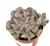 Echeveria Cubic Frost