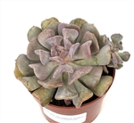 Echeveria Cubic Frost