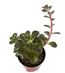 Echeveria Chroma
