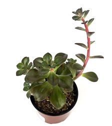 Echeveria Chroma