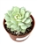 Echeveria Derenbergii