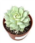Echeveria Derenbergii