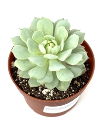 Echeveria Derenbergii