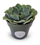 Echeveria Glauca