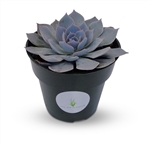 Blue Echeveria Peacockii Succulents 4" Pot