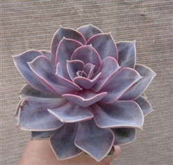Echeveria Perle Von Nurnberg Succulents in 4" Pot