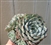 Large Echeveria Minima Bella Cluster