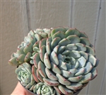 Large Echeveria Minima Bella Cluster