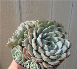 Large Echeveria Minima Bella Cluster