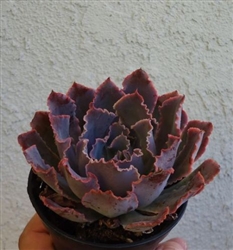 Echeveria Neon Breakers