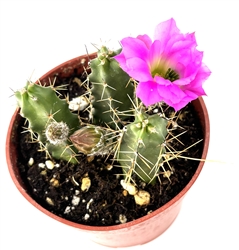 Lady Finger Cactus Echinocereus Pentalophus, 4" Pot