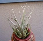 Tillandsia Ehlersiana