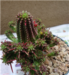 Euphorbia Mammillaris