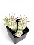 Euphorbia Mammillaris Variegata