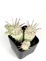 Euphorbia Mammillaris Variegata