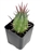Pincushion Succulent Euphorbia Ferox