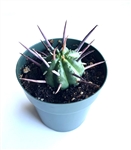 Pincushion Succulent Euphorbia Ferox