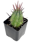 Pincushion Succulent Euphorbia Ferox