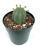 Euphorbia Heptagona x Obesa
