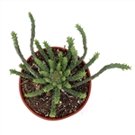 Medusa Head Euphorbia-Euphorbia Flanaganii