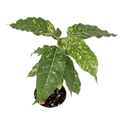 Ficus Aspera Clown Fig