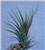 Tillandsia Fasciculata x Ionantha  Air Plants