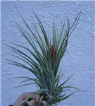 Tillandsia Fasciculata x Ionantha  Air Plants