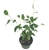 Ficus Benjamina House Plants