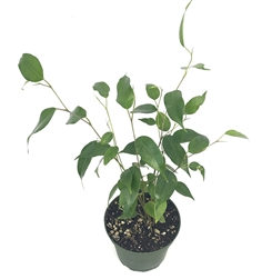 Ficus Benjamina House Plants