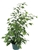 Ficus Benjamina X-Large House Plants, 8" Pot 2-3FT Tall