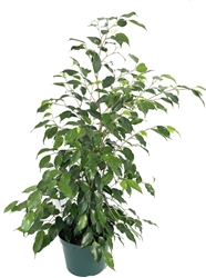 Ficus Benjamina X-Large House Plants, 8" Pot 2-3FT Tall