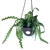 Large Fishbone Cactus in Hanging Pot Epiphyllum Angulifer