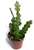 Fishbone Cactus Epiphyllum Anguliger