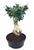Ginseng Ficus 20 Year Old Bonsai Houseplants, 8â€ Bonsai Pot