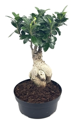 Ginseng Ficus 20 Year Old Bonsai Houseplants, 8â€ Bonsai Pot