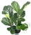 X-Large Ficus Lyatra Bush Fiddle Leaf Fig, 8" Pot 2Ft Tall+