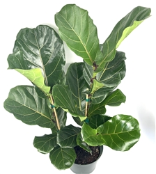 X-Large Ficus Lyatra Bush Fiddle Leaf Fig, 8" Pot 2Ft Tall+