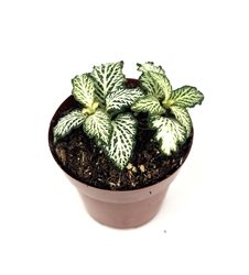 White Tiger Nerve Plant Fittonia