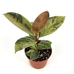 Ficus Shivereana Moonshine