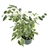 Ficus Benjamina Spearmint Large House Plants.