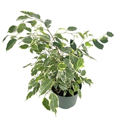 Ficus Benjamina Spearmint Large House Plants.