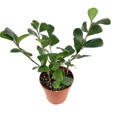 Ficus Triangularis