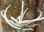 Large Tillandsia Glabrior