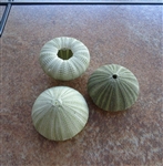 Green Sea Urchin Shell