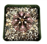 Plaid Cactus-Gymnocalycium Mihanovichii v Friedrichii