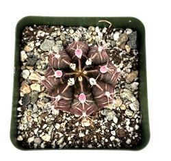 Plaid Cactus-Gymnocalycium Mihanovichii v Friedrichii